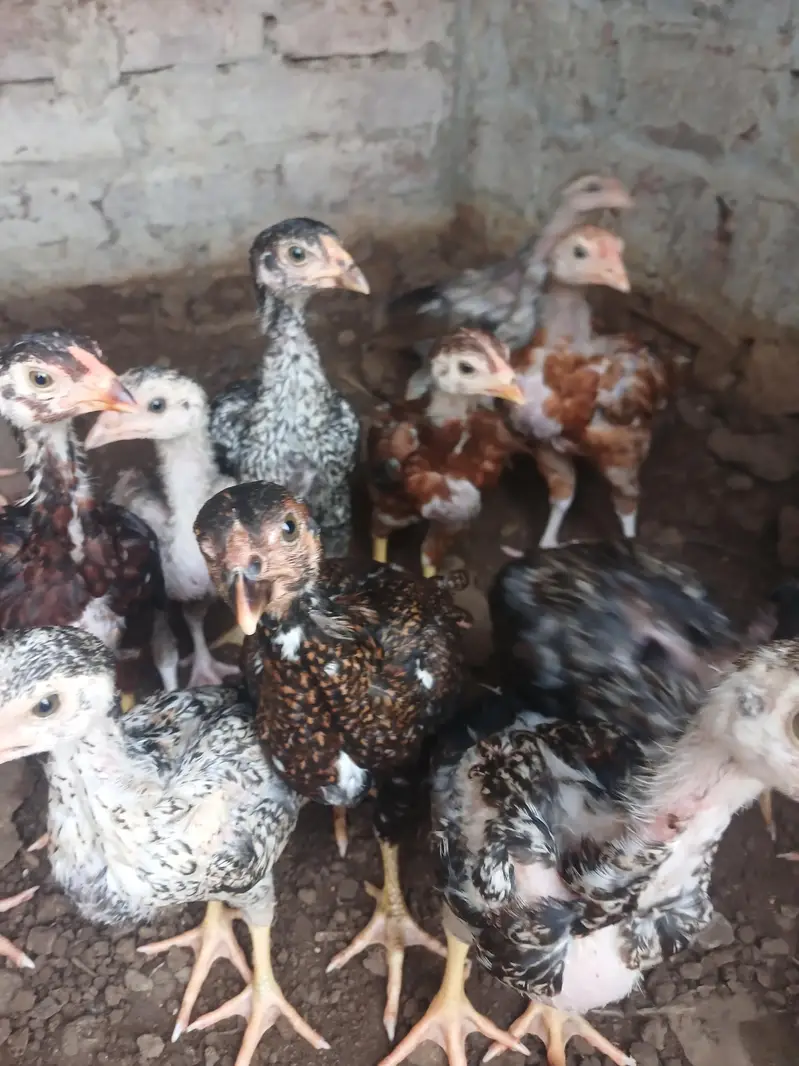 aseel chicks mian wali for sale