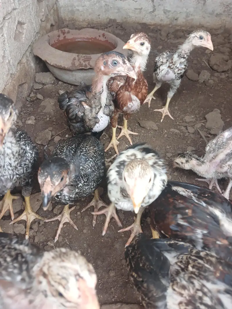 aseel chicks mian wali for sale — photo 2