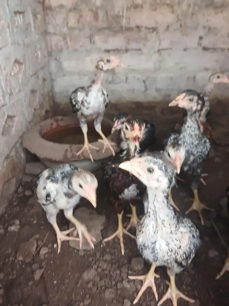 aseel chicks mian wali for sale — photo 3