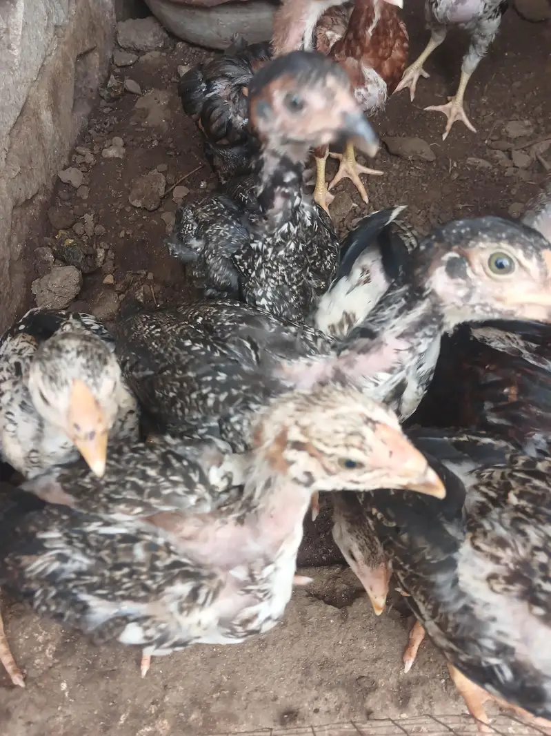 aseel chicks mian wali for sale — photo 4