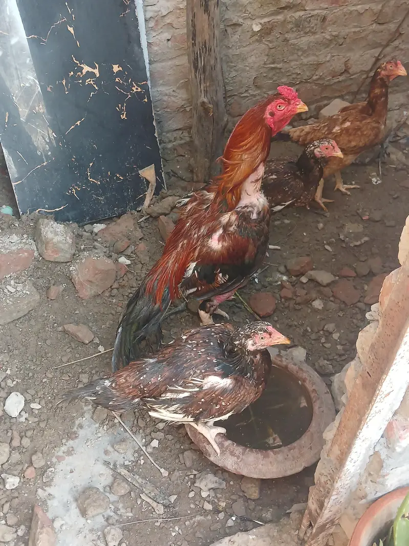aseel chicks mian wali for sale — photo 5