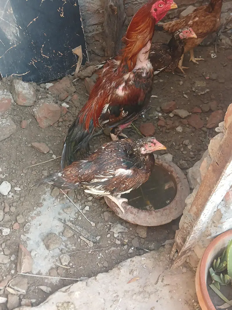 aseel chicks mian wali for sale — photo 6