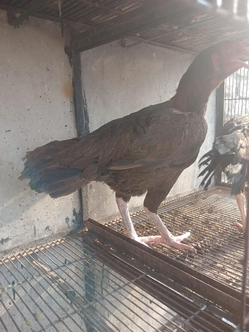aseel chicks mian wali for sale — photo 7