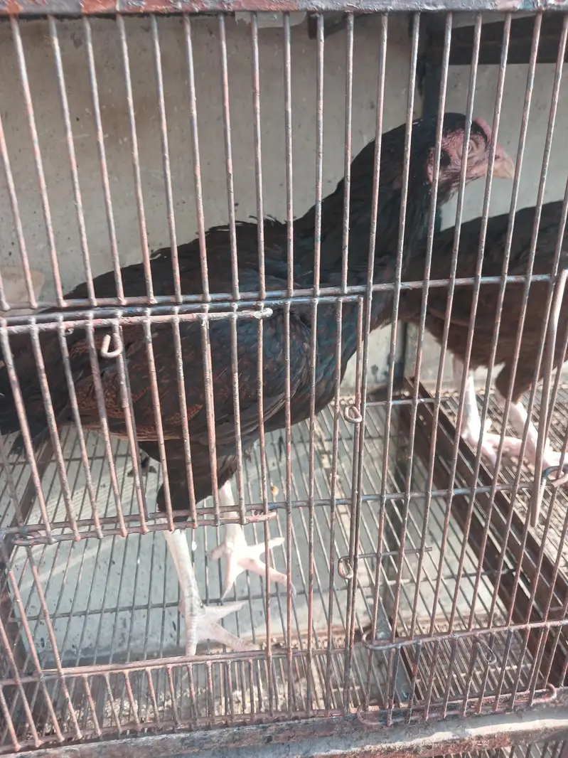 aseel chicks mian wali for sale — photo 8
