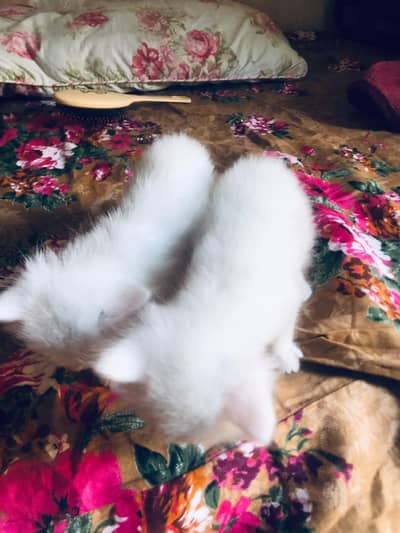  Long Hair Pure Persian Kitten for Sale 