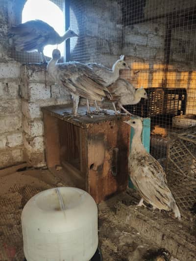 healthy chicks for sale
