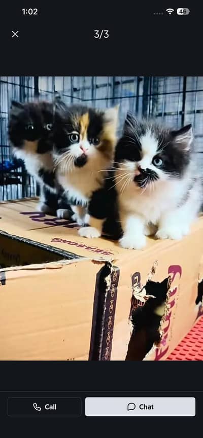 Persian cat triple kot,for sale,my WhatsApp 03444548868