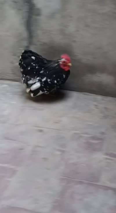 molted bantam male
