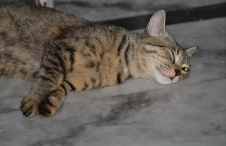 2 cats