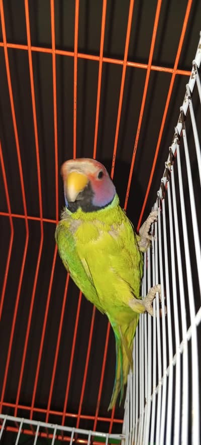 urgent for sale plum head healthy parrot