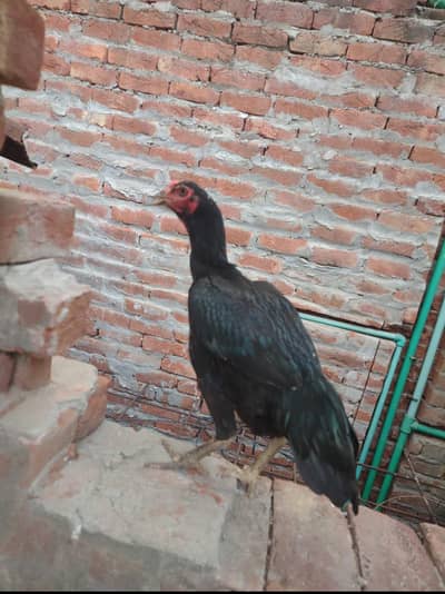 urgent sale Lasani