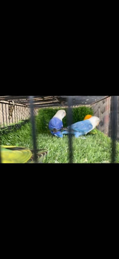 Voilet opline Cremino albino red eye Parblue opline