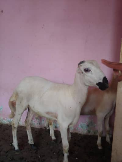 Male dumba 2.5 months for sale