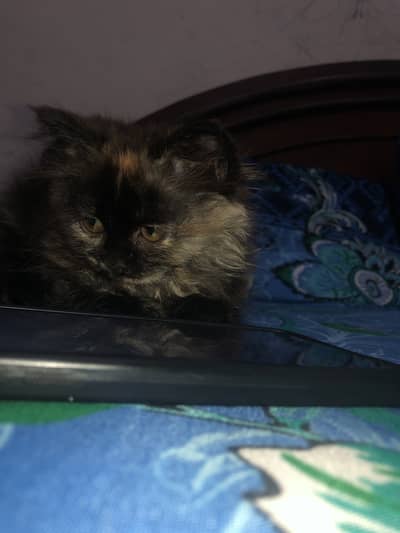Persian cat
