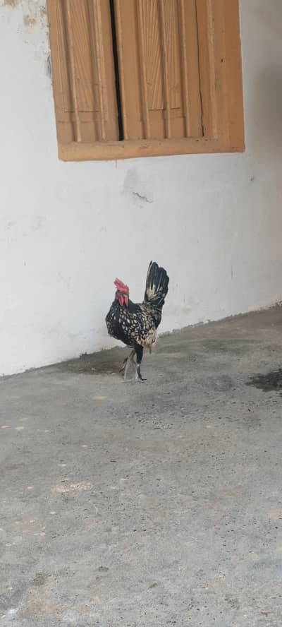 sebright chicken . 1 male . 3 female