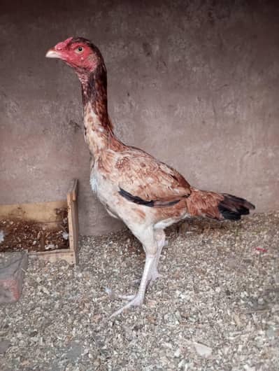 Shamo Aseel | Aseel Female