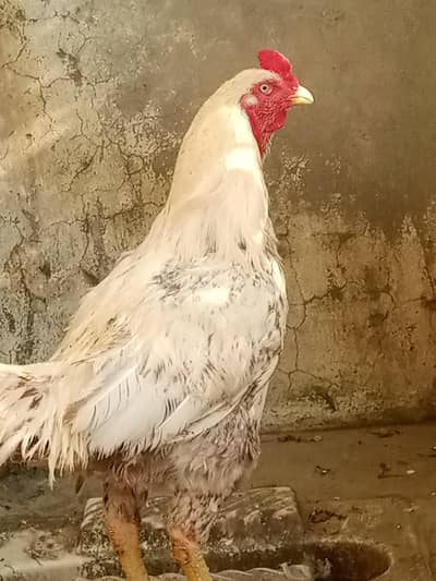 Beautiful aseel pair for sale