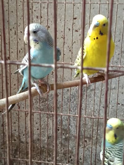 Beautiful parrots for sale Lahore