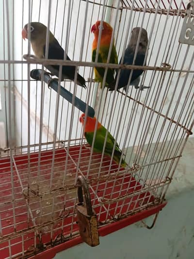 healthy pair hai mashallahah say ring wala