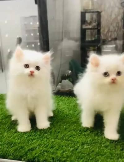 (Persian female kitten) (for sale all) (Pakistan delivery available)