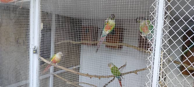 2breeder conure pair urgent for sale