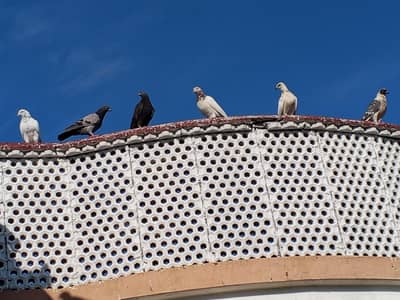 High flyer pigeon. Best  Breed