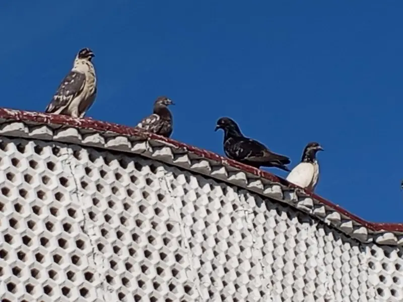 High flyer pigeon. Best  Breed — photo 2