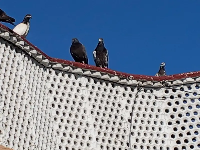 High flyer pigeon. Best  Breed — photo 3