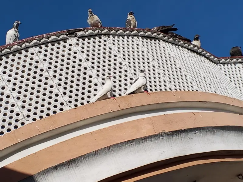 High flyer pigeon. Best  Breed — photo 4