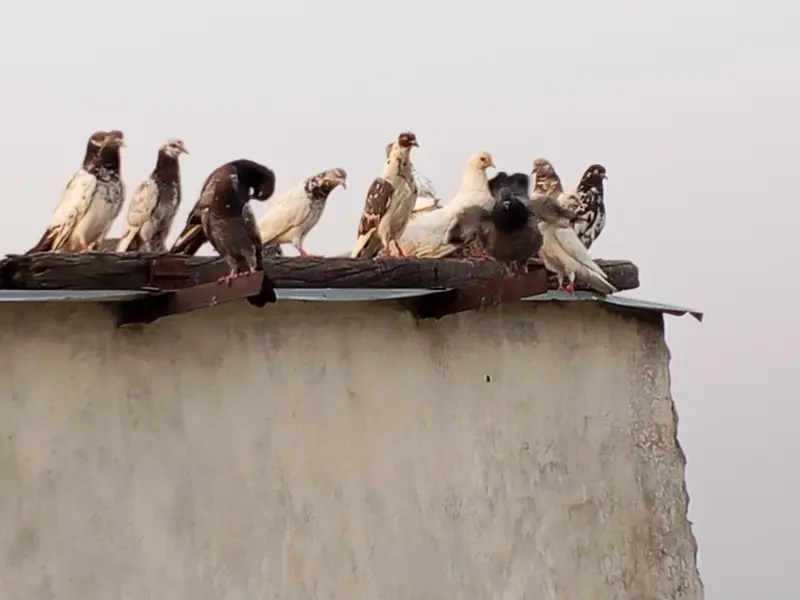 High flyer pigeon. Best  Breed — photo 5