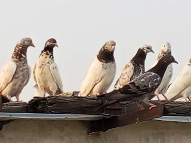 High flyer pigeon. Best  Breed — photo 6