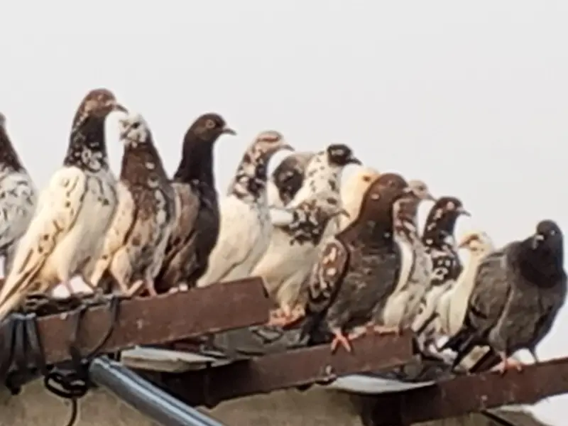 High flyer pigeon. Best  Breed — photo 7