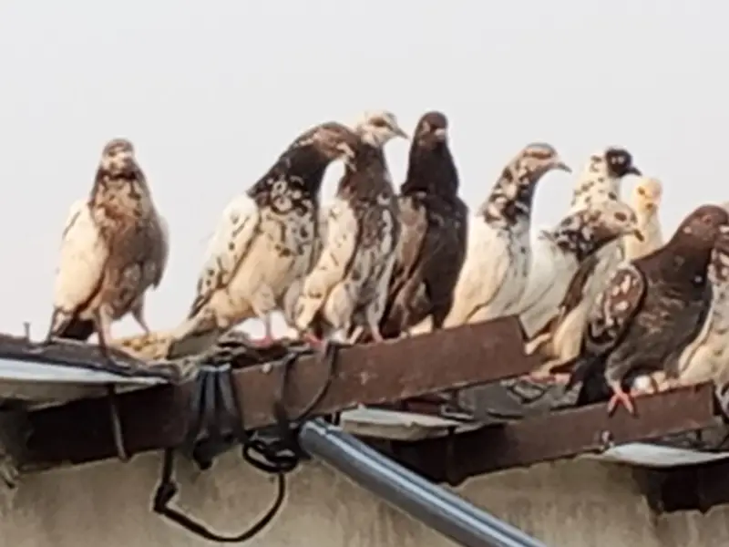 High flyer pigeon. Best  Breed — photo 8