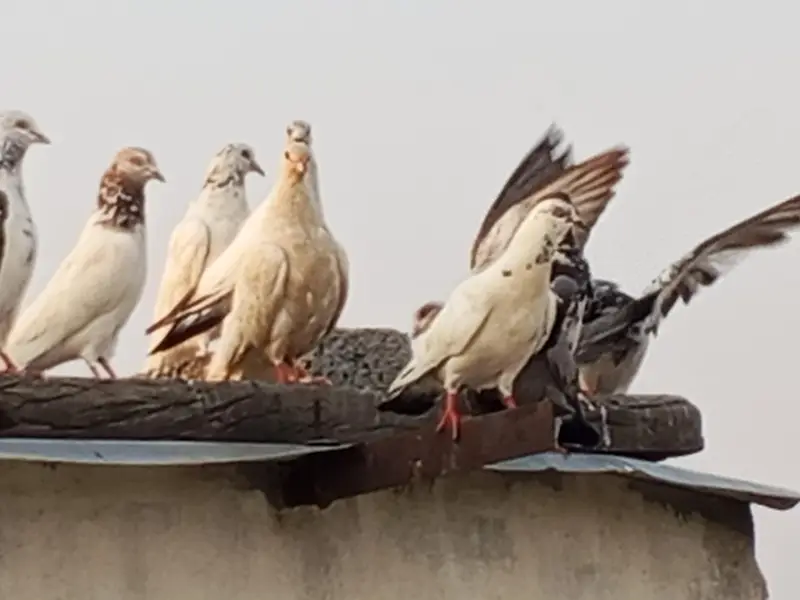 High flyer pigeon. Best  Breed — photo 9