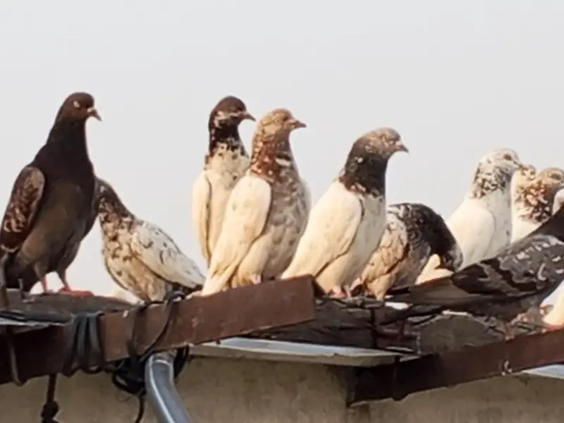 High flyer pigeon. Best  Breed — photo 10