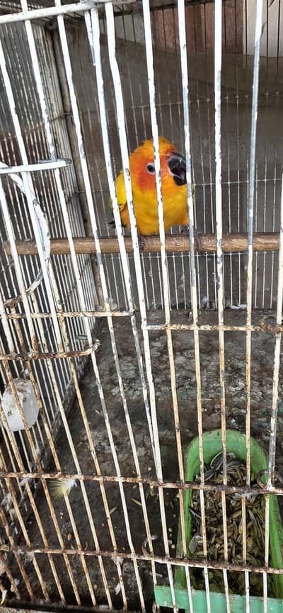 selling ringneck or sun conure