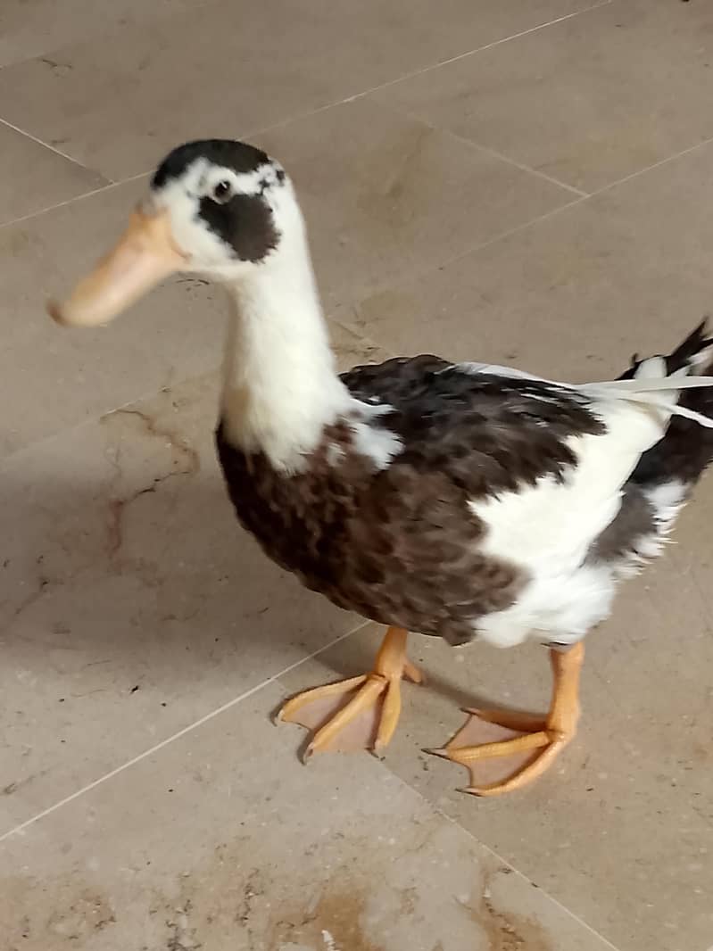 ducks 0