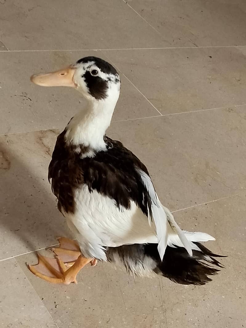 ducks 1