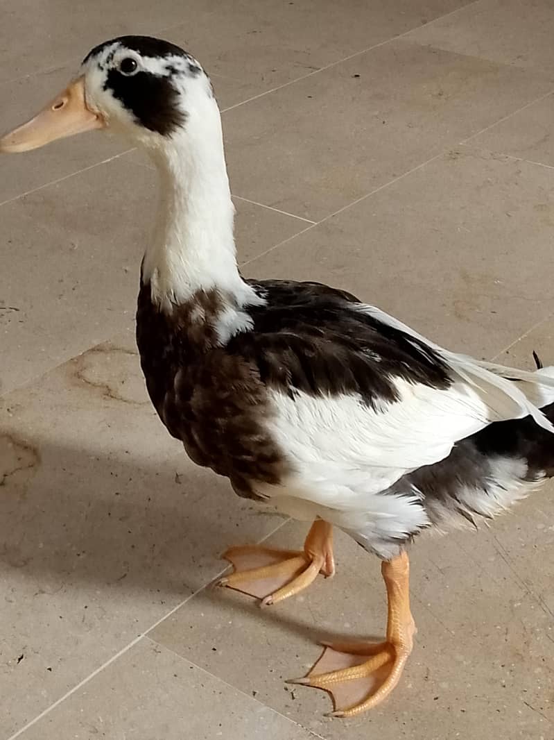 ducks 2