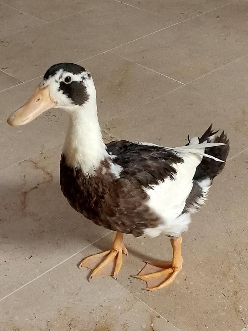 ducks 3