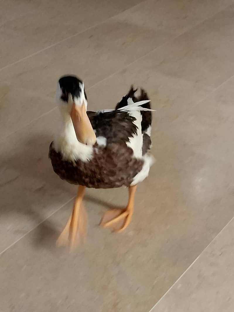 ducks 4