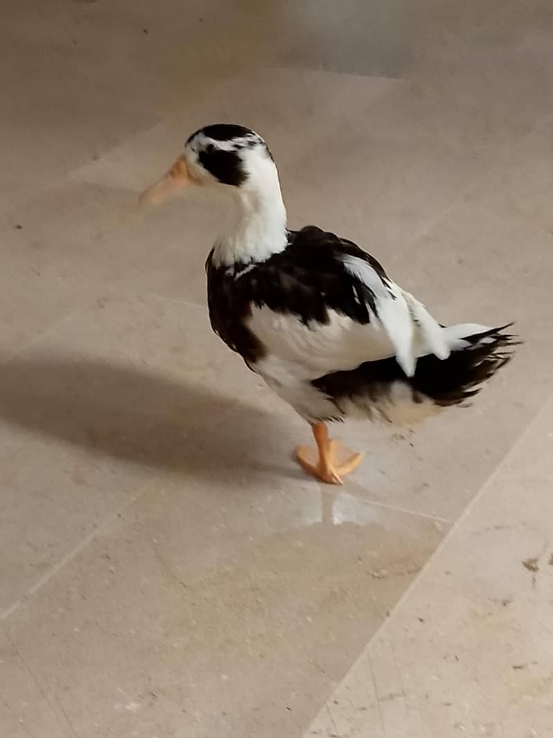 ducks 5