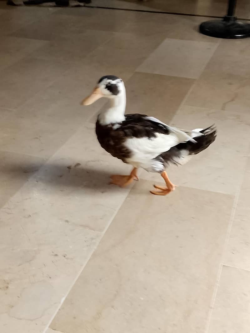 ducks 6