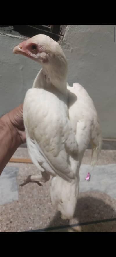 Heera pair A+