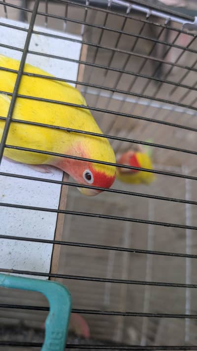 Breeding Pair Love Birds for Sale Breeding Pair Love Birds for Sale