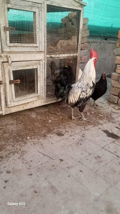 Cock.