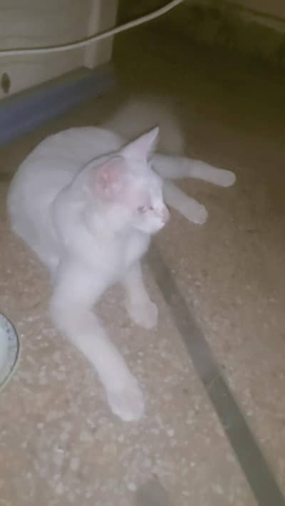 Urgent sale only serious customer contact