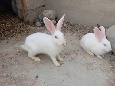 Rabbits Seller
