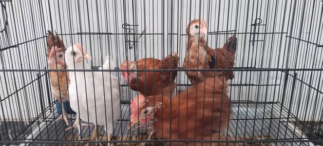 urgent sale 5 Desi mesre hens