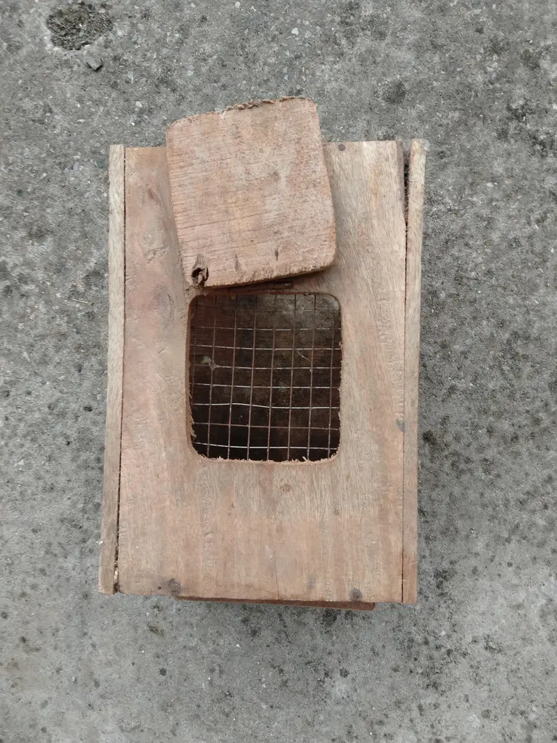 love birds with boxes — photo 11